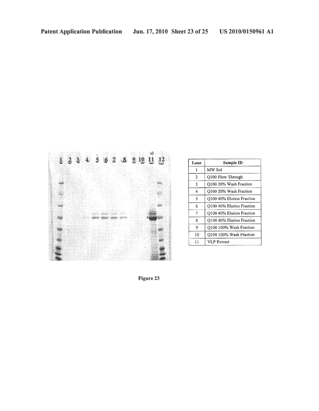 VIRUS LIKE PARTICLE PURIFICATION - diagram, schematic, and image 24