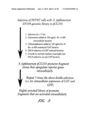 DNA PROMOTERS AND ANTHRAX VACCINES diagram and image