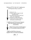 DNA PROMOTERS AND ANTHRAX VACCINES diagram and image