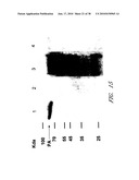 DNA PROMOTERS AND ANTHRAX VACCINES diagram and image