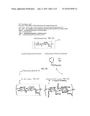 OUTER LAYER HAVING ENTANGLEMENT OF HYDROPHOBIC POLYMER HOST AND HYDROPHILIC POLYMER GUEST diagram and image