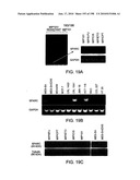 CANCER THERAPY SENSITIZER diagram and image