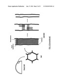 METHODS, APPARATUSES, AND SYSTEMS FOR THE REMOVAL OF PEELS FROM AGRICULTURAL PRODUCE diagram and image