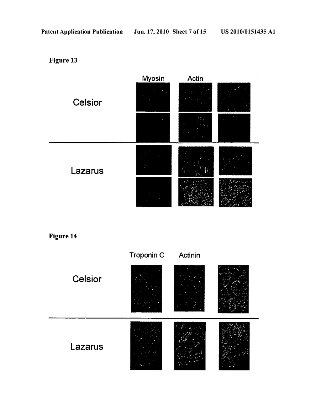 COMPOSITIONS AND METHODS FOR TISSUE PRESERVATION - diagram, schematic, and image 08