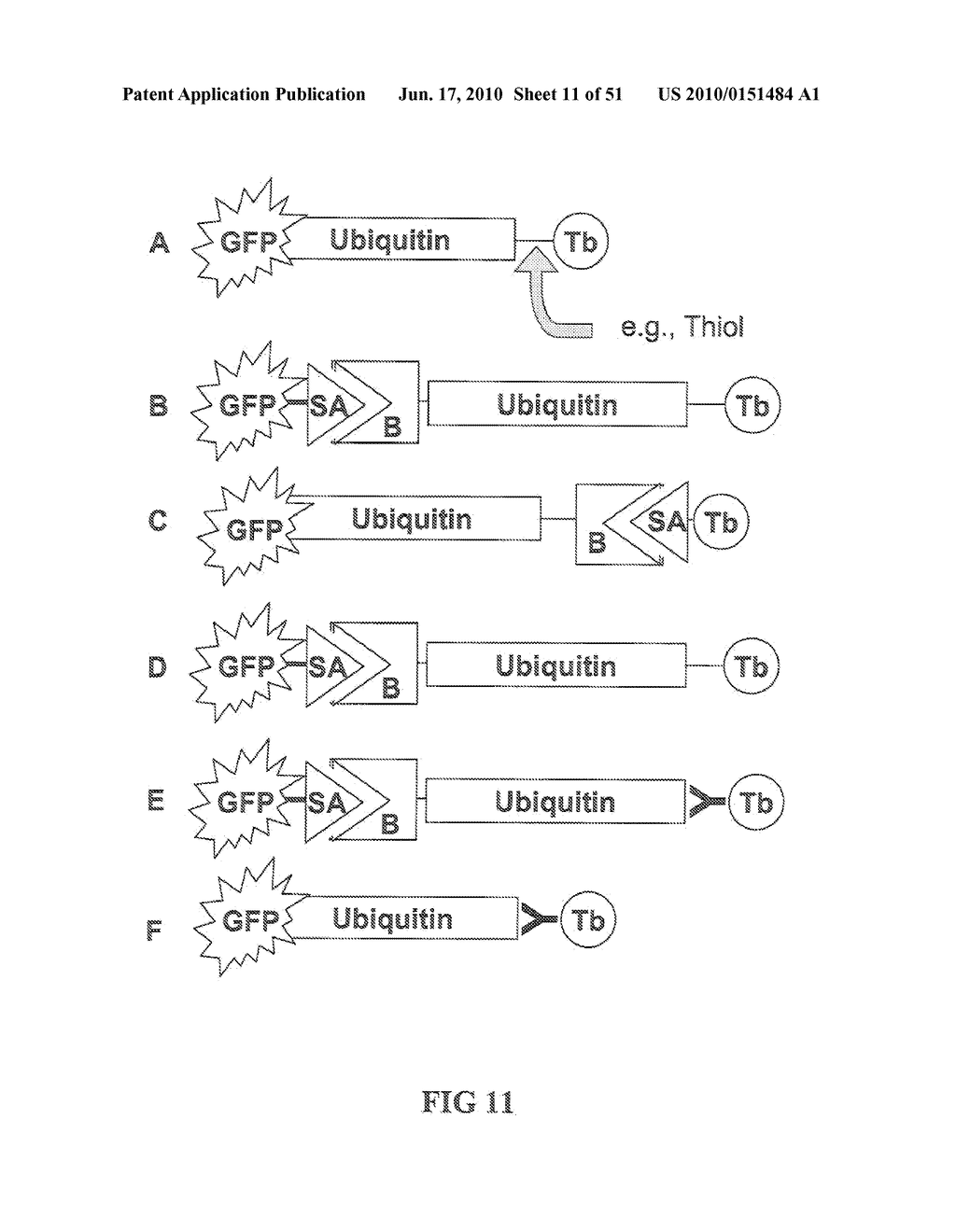 KINASE AND UBIQUINATION ASSAYS - diagram, schematic, and image 12