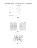 OSTEOPONTIN FUNCTIONAL EPITOPES, MONOCLONAL ANTIBODIES AGAINST THE EPITOPES AND USES THEREOF diagram and image