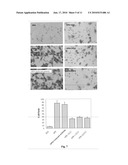 OSTEOPONTIN FUNCTIONAL EPITOPES, MONOCLONAL ANTIBODIES AGAINST THE EPITOPES AND USES THEREOF diagram and image