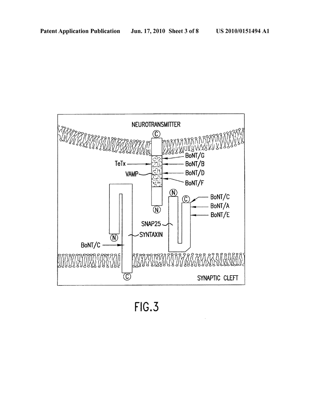 FRET PROTEASE ASSAYS FOR CLOSTRIDIAL TOXINS - diagram, schematic, and image 04