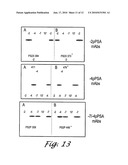 Forms of Prostate Specific Antigens and Methods for their Detection diagram and image