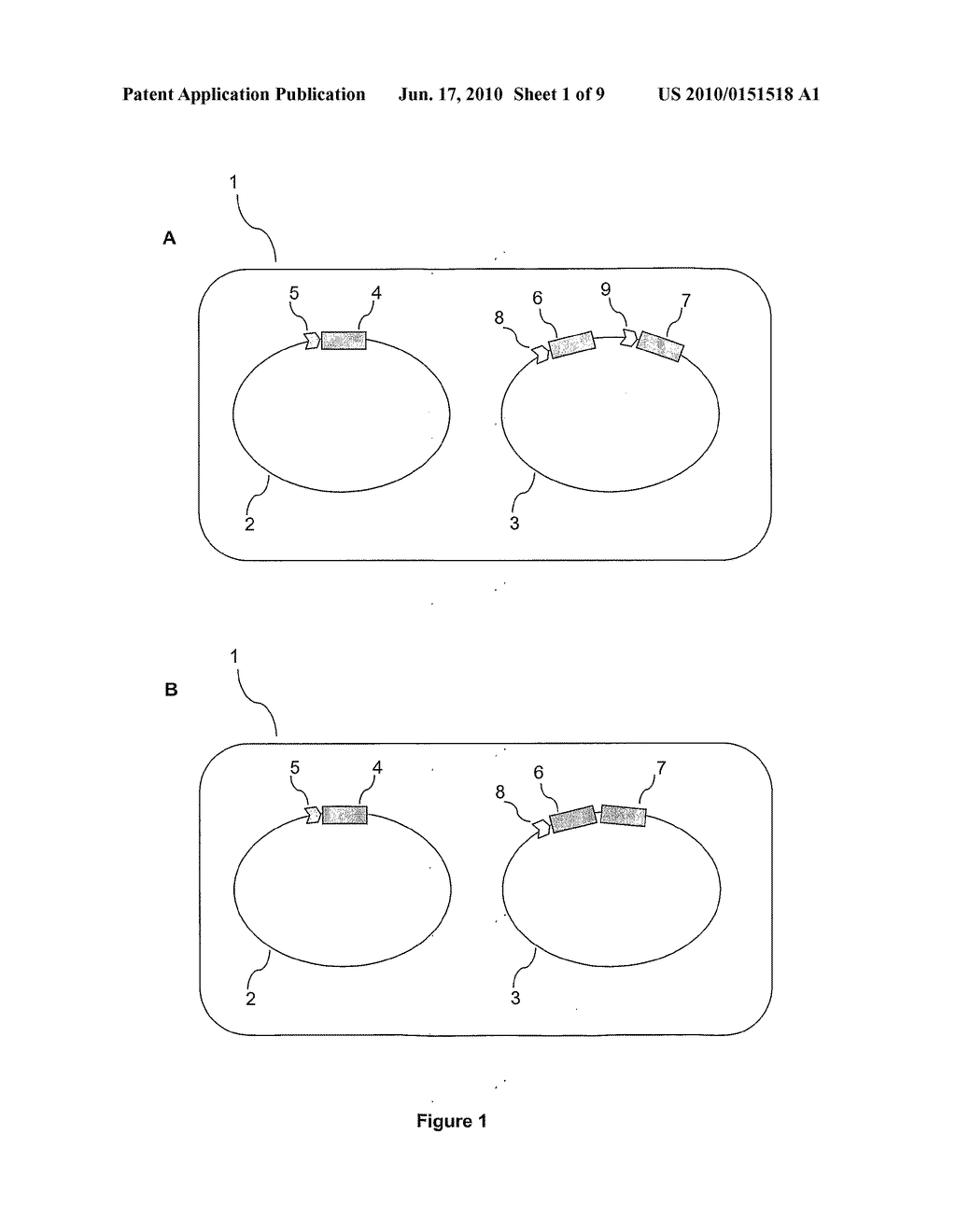 VECTORS AND METHODS FOR ENZYME PRODUCTION - diagram, schematic, and image 02