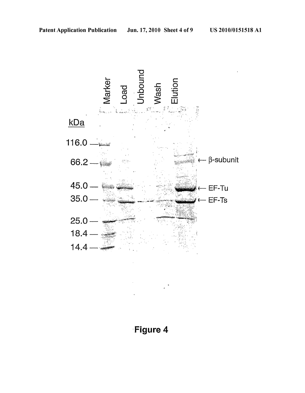 VECTORS AND METHODS FOR ENZYME PRODUCTION - diagram, schematic, and image 05