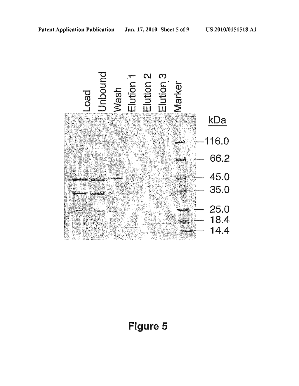 VECTORS AND METHODS FOR ENZYME PRODUCTION - diagram, schematic, and image 06