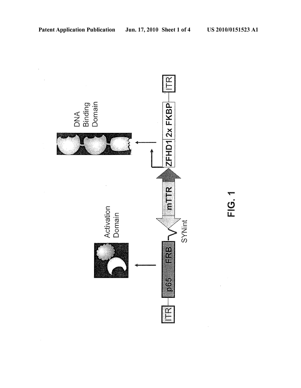 REGULATED EXPRESSION OF RECOMBINANT PROTEINS FROM ADENO-ASSOCIATED VIRAL VECTORS - diagram, schematic, and image 02