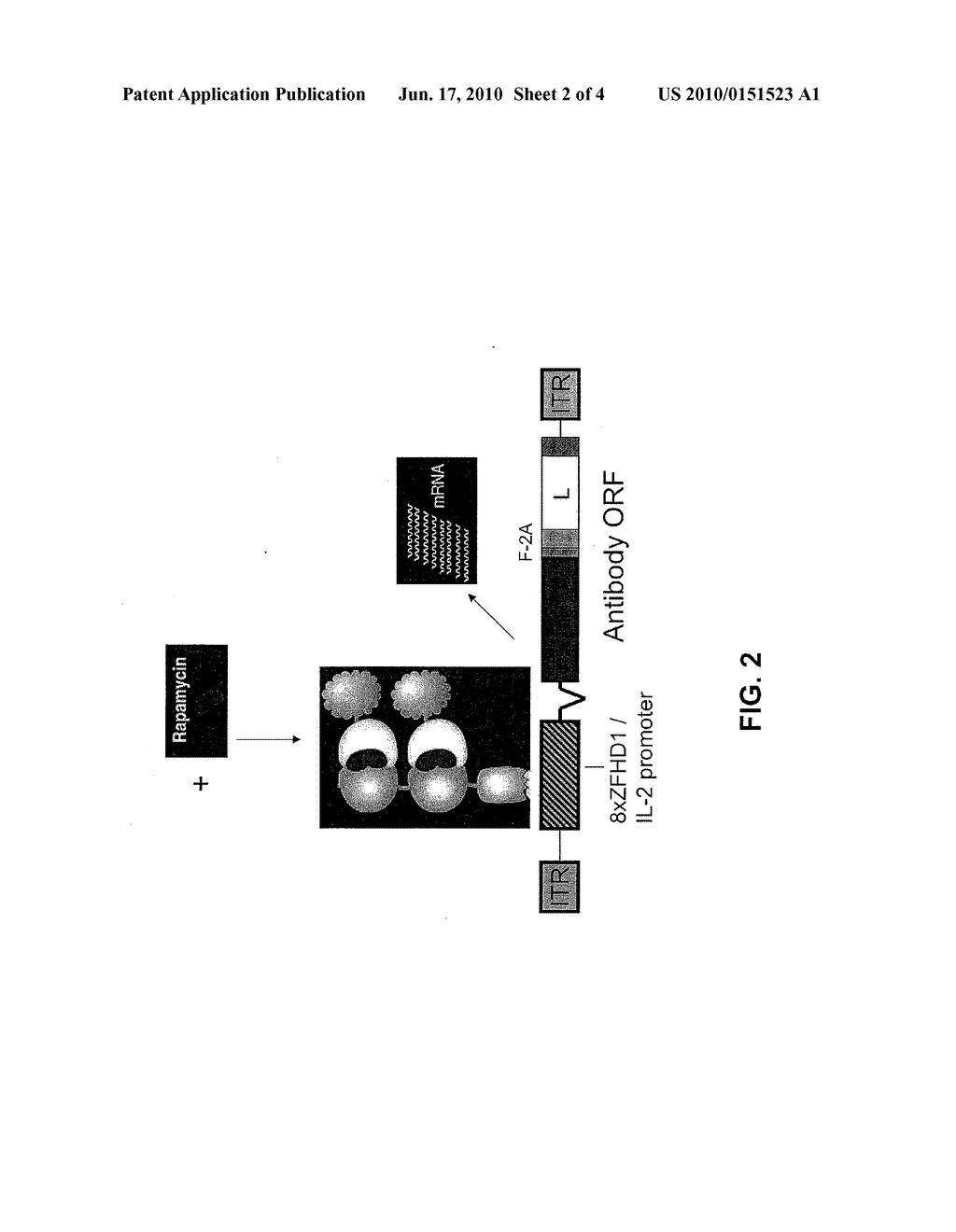 REGULATED EXPRESSION OF RECOMBINANT PROTEINS FROM ADENO-ASSOCIATED VIRAL VECTORS - diagram, schematic, and image 03