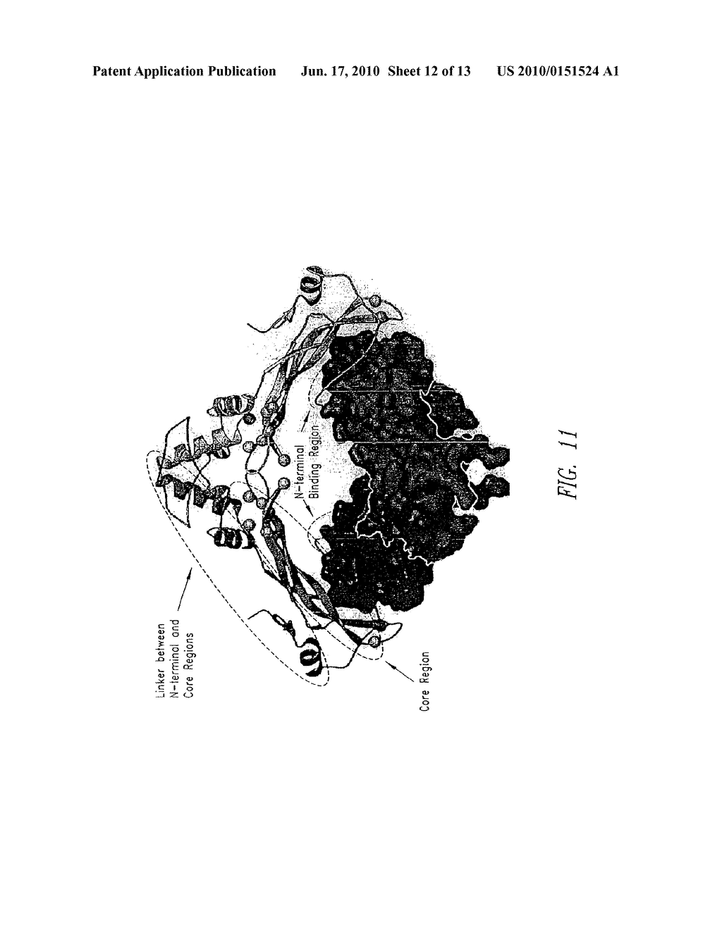 Compositions and Methods for Increasing Bone Mineralization - diagram, schematic, and image 13