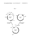 MODIFIED ETHYLENEDIAMINE-N, N -DISUCCINATE: ETHYLENEDIAMINE LYASE diagram and image