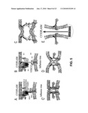 Influenza inhibiting compositions and methods diagram and image