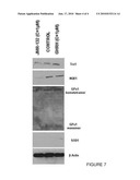 Antioxidant activity of GH-RH Antagonists diagram and image