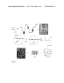 Switch-Peptides as Tool for the Study of Fibrillogenesis diagram and image