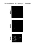 FLUORESCENT MOUSE MODEL diagram and image