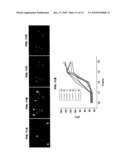 FLUORESCENT MOUSE MODEL diagram and image