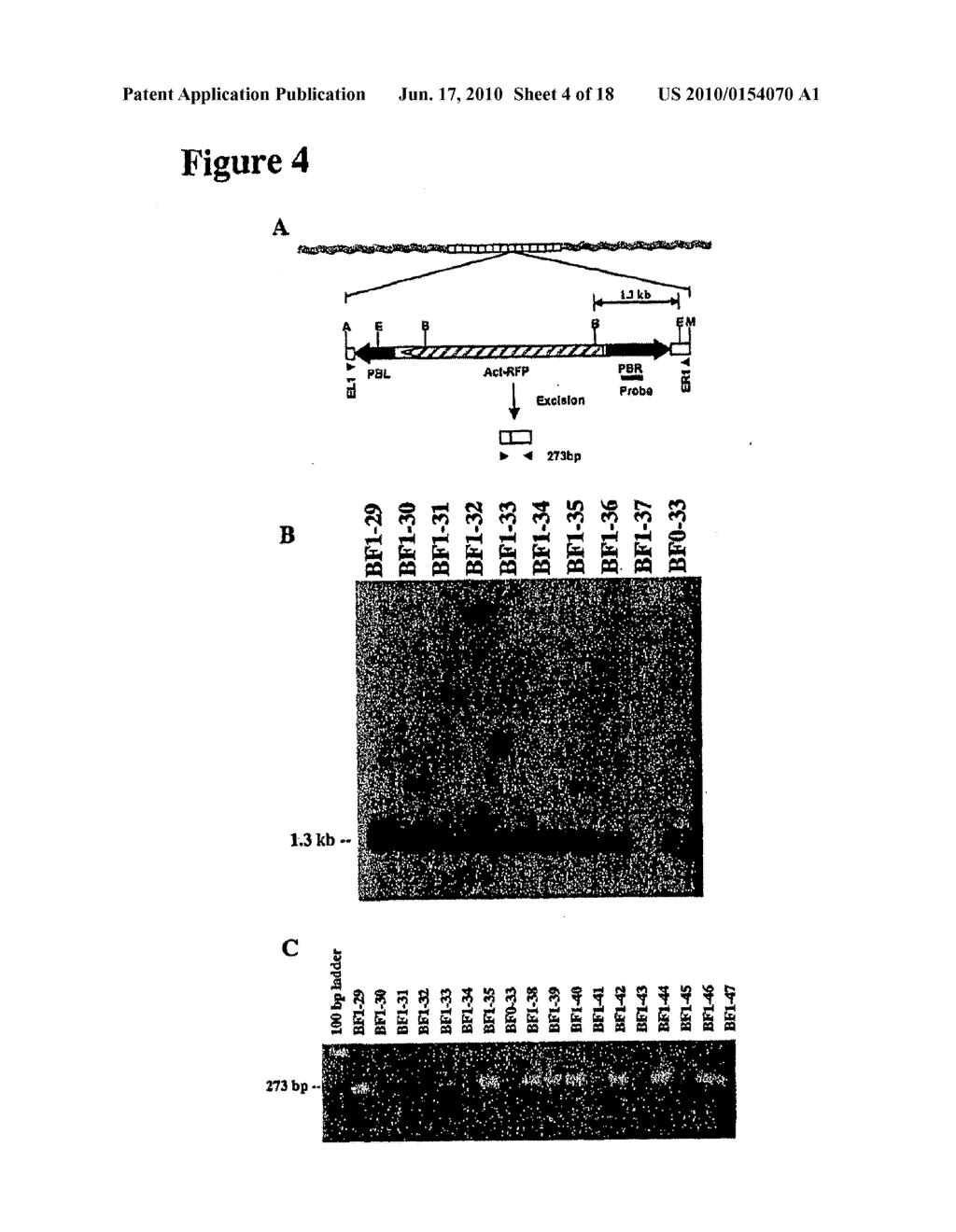 PiggyBac as a Tool for Genetic Manipulation and Analysis in Vertebrates - diagram, schematic, and image 05