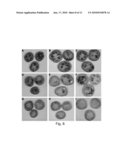 TRANSCRIPTION FACTORS THAT ENHANCE TRAITS IN PLANT ORGANS diagram and image