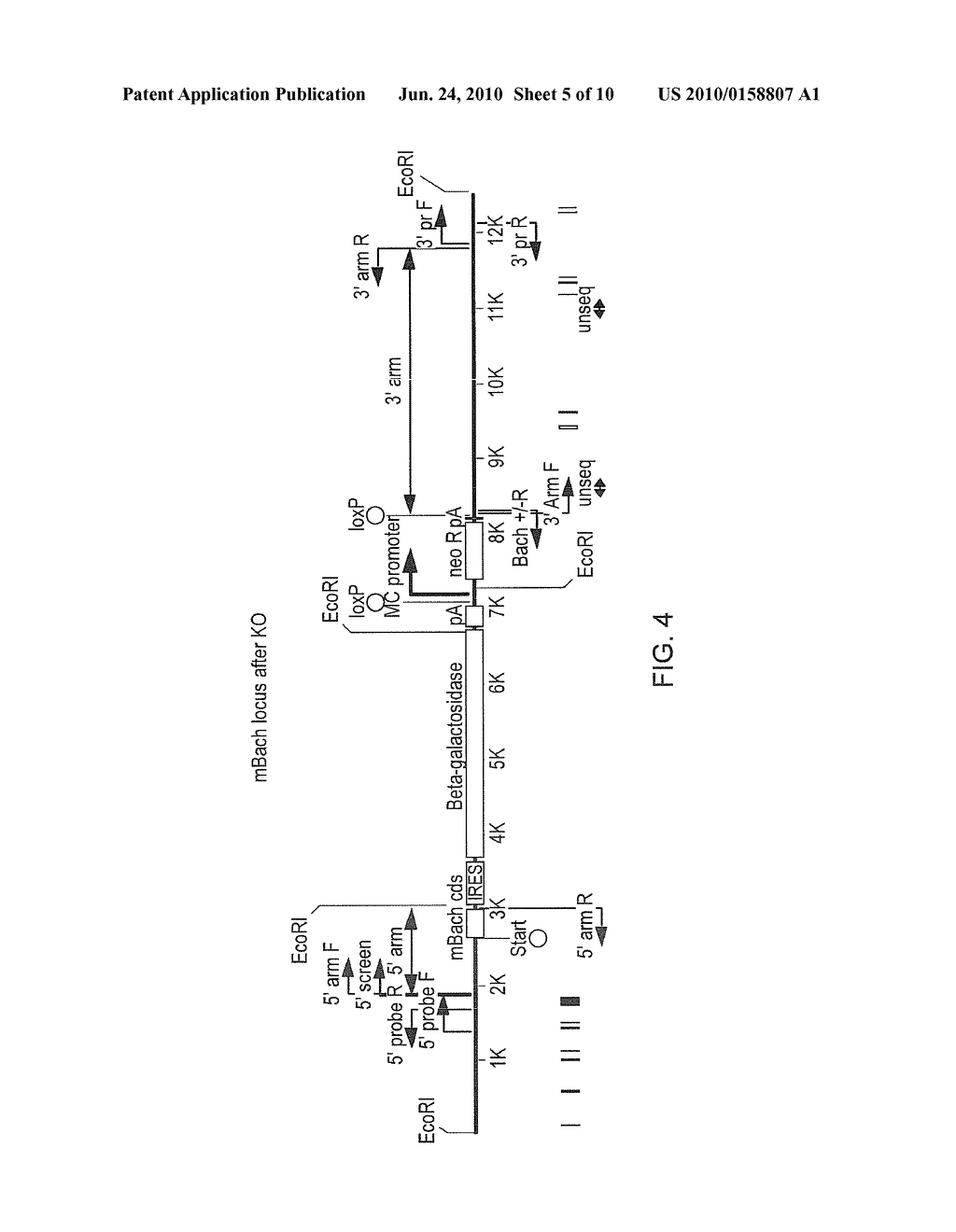 RECEPTOR - diagram, schematic, and image 06