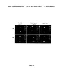 Biological Cell Tracking With Ultrasound diagram and image