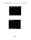 Biological Cell Tracking With Ultrasound diagram and image