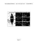 Biological Cell Tracking With Ultrasound diagram and image