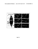 Biological Cell Tracking With Ultrasound diagram and image