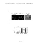 Biological Cell Tracking With Ultrasound diagram and image