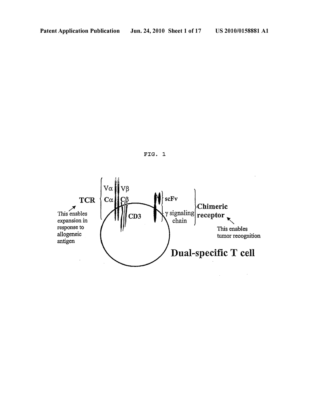 ACTIVATED DUAL SPECIFICITY LYMPHOCYTES AND THEIR METHODS OF USE - diagram, schematic, and image 02