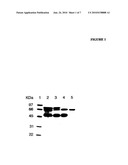 USE OF ALKALINE PHOSPHATASE TO MAINTAIN HEALTHY TISSUE MASS IN MAMMALS diagram and image