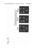 MONITORING AND INHIBITING HUMAN IMMUNODEFICIENCY VIRUS INFECTION BY MODULATING HMGB1 DEPENDENT TRIGGERING OF HIV-1 REPLICATION AND PERSISTENCE diagram and image