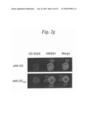 MONITORING AND INHIBITING HUMAN IMMUNODEFICIENCY VIRUS INFECTION BY MODULATING HMGB1 DEPENDENT TRIGGERING OF HIV-1 REPLICATION AND PERSISTENCE diagram and image