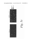 MONITORING AND INHIBITING HUMAN IMMUNODEFICIENCY VIRUS INFECTION BY MODULATING HMGB1 DEPENDENT TRIGGERING OF HIV-1 REPLICATION AND PERSISTENCE diagram and image