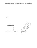 Antibody Molecules Having Specificity for Human IL-1B diagram and image