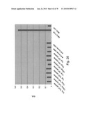 ANTIBODIES, METHODS AND KITS FOR DIAGNOSING AND TREATING MELANOMA diagram and image