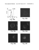 ANTIBODIES, METHODS AND KITS FOR DIAGNOSING AND TREATING MELANOMA diagram and image