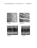 THERAPEUTIC USES OF CANNABIDIOL COMPOUNDS diagram and image