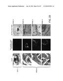 Compositions For Biomedical Applications diagram and image