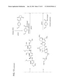 Detection Assays and Use Thereof diagram and image