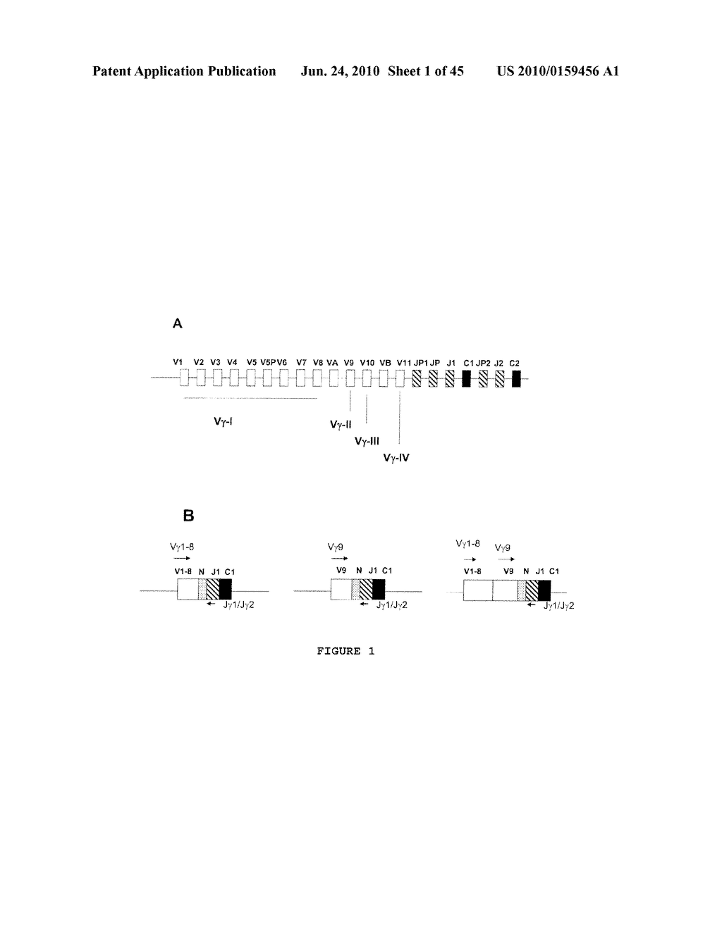 METHODS FOR DETECTING TCR-GAMMA GENE REARRANGEMENT - diagram, schematic, and image 02