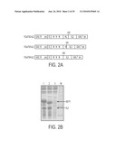 Screening of Abundantly Secreted Proteins and Their Use as Fusion Partners for the Production of Recombinant Proteins diagram and image