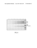 Screening of Abundantly Secreted Proteins and Their Use as Fusion Partners for the Production of Recombinant Proteins diagram and image