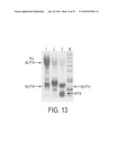 Screening of Abundantly Secreted Proteins and Their Use as Fusion Partners for the Production of Recombinant Proteins diagram and image