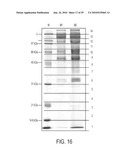 Screening of Abundantly Secreted Proteins and Their Use as Fusion Partners for the Production of Recombinant Proteins diagram and image