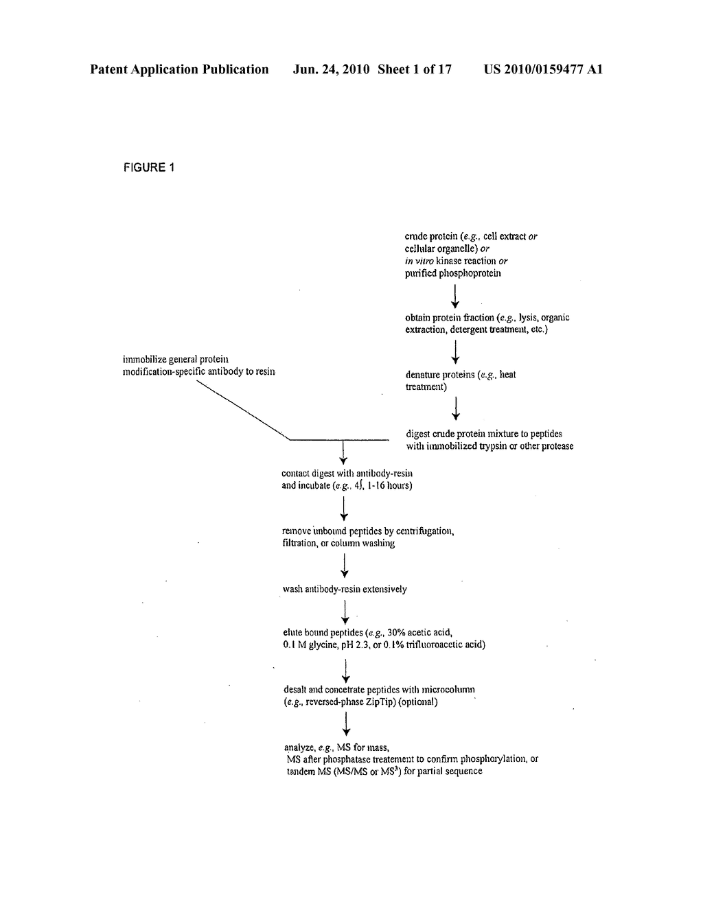 Reagents for the detection of protein phosphorylation in signaling pathways - diagram, schematic, and image 02